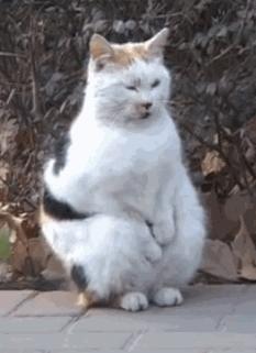 零下4度下雪吗,零下4度的天气会有雾吗