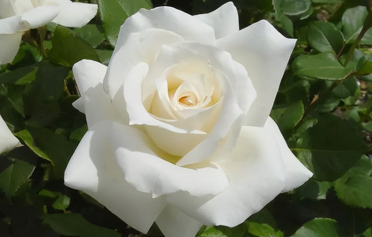 这四种月季颜值高刺又少新手必入,推荐8款高颜值月季