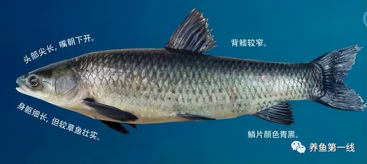 闈掕崏椴㈤硻椴菠鍖哄埆,闈掕崏椴㈤硻椴菠濡備綍鍖哄垎