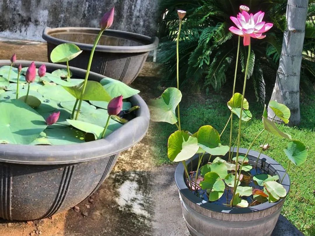 碗莲从一个藕养到开花需要多久,用莲子种的碗莲什么时候才能开花