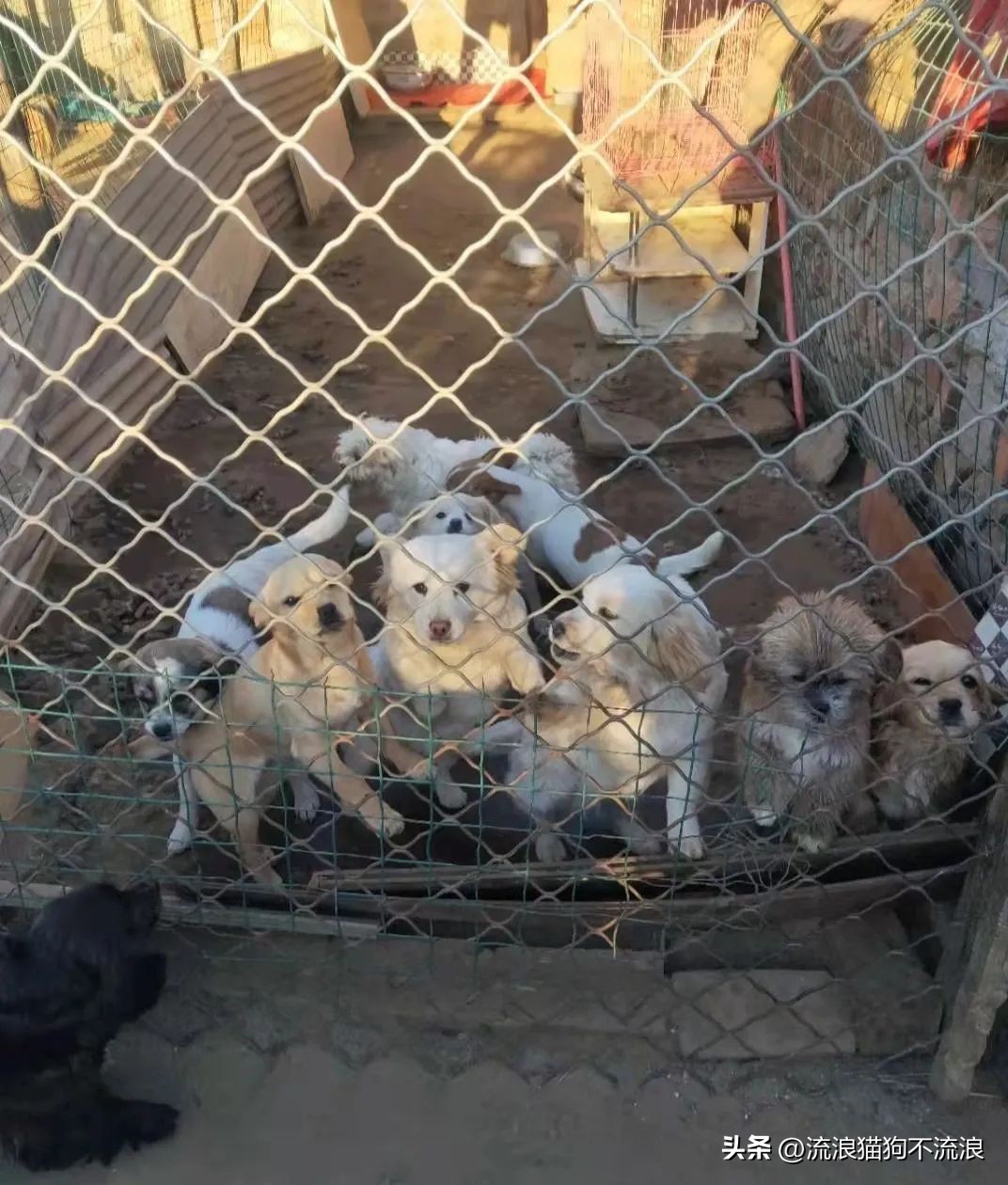 老狗疾病缠身口眼歪斜，最需要陪伴的时候，却遭主人无情抛弃