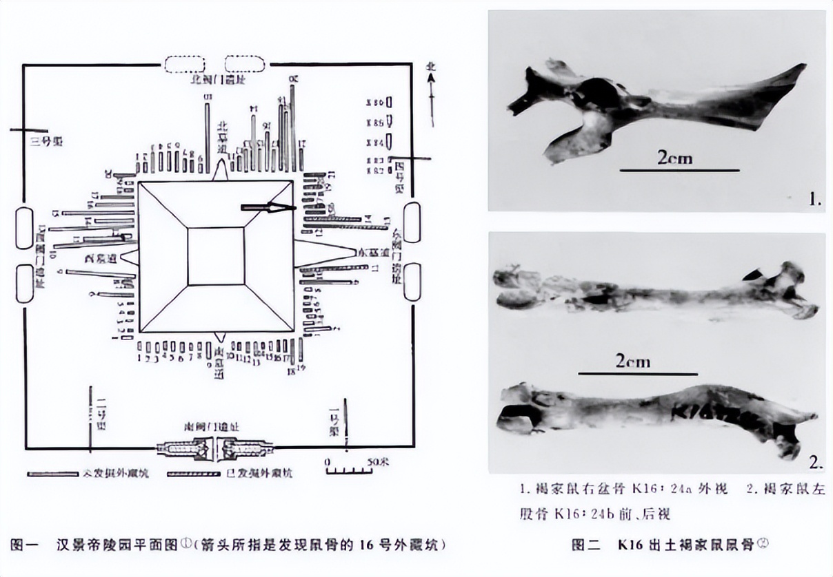 ​暗黑料理：鼠肉烹饪竟比鸭脖历史更悠久