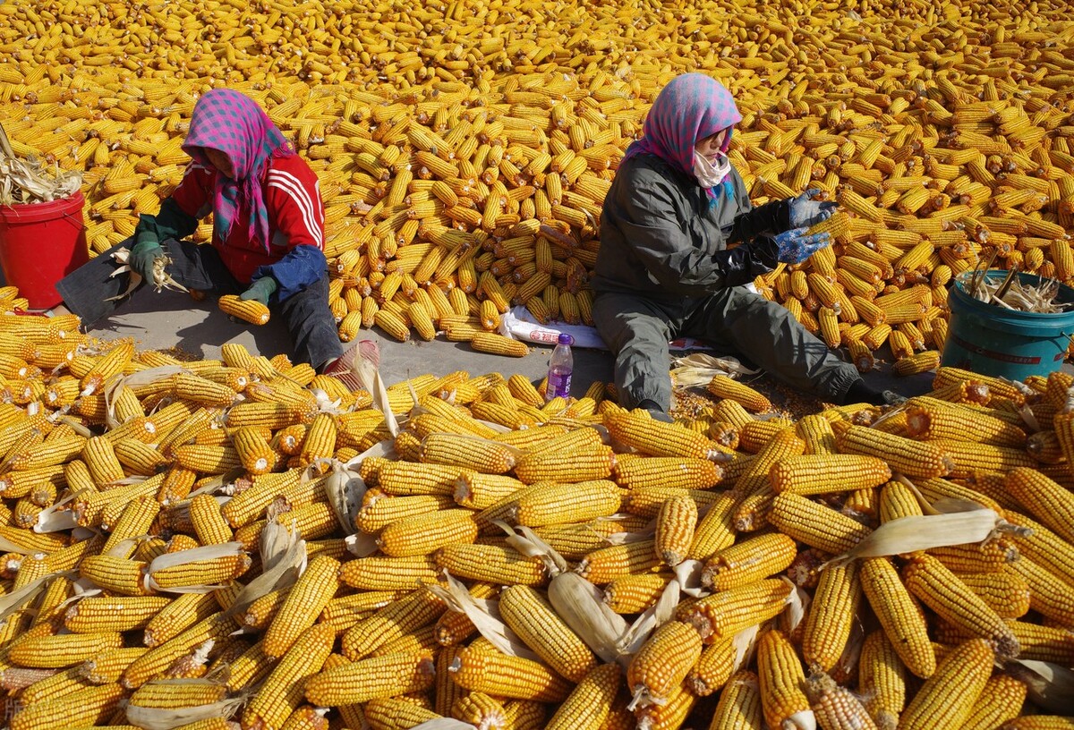 全国玉米价格2021年玉米期货走势,玉米价格走势吉林省的玉米价格