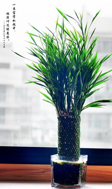 客厅外种树讲究风水吗,家里客厅窗户外适合种树吗