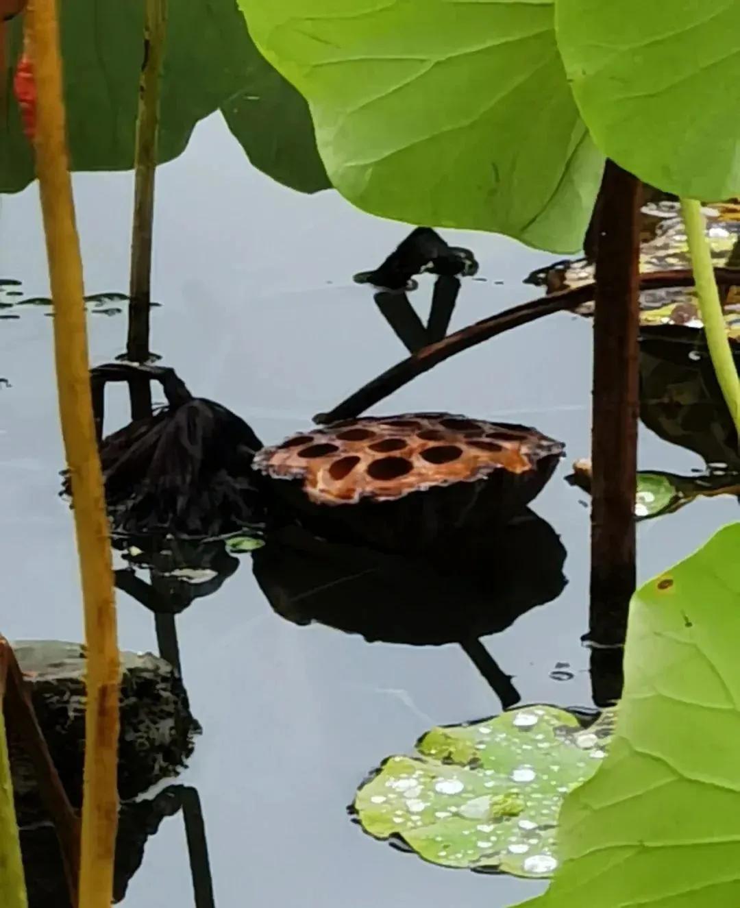 席姓兔年女孩名字大全,兔年女孩名字优雅大气