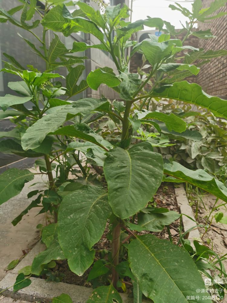 乡土植物种植资源,非根茎类植物有哪些