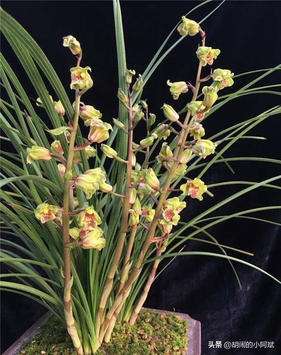 浙江发现一棵兰花，确实很“惊艳”，美翻你的客厅，好似祥云降临