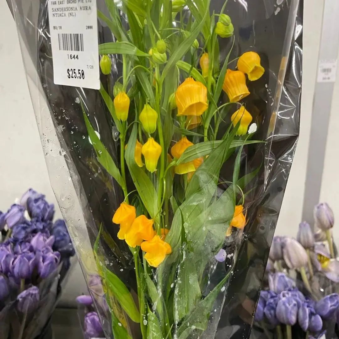 鲜花在水里能养几天会死,新加坡盆栽花卉怎么养