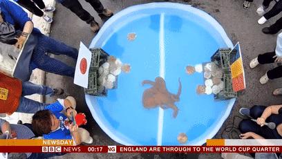 大熊猫成功预测世界杯,世界杯熊猫预测