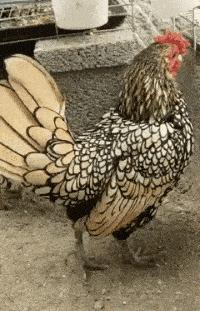 老婆包里发现的药片,老婆包里发现这个药片