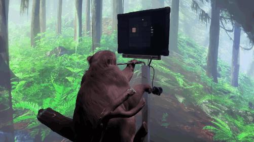 猴子看猩球崛起,猴子通过脑机接口进食