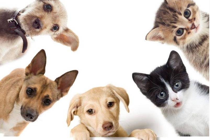 京东宠物战略合作狗粮品牌,京东宠物粮能发货么现在