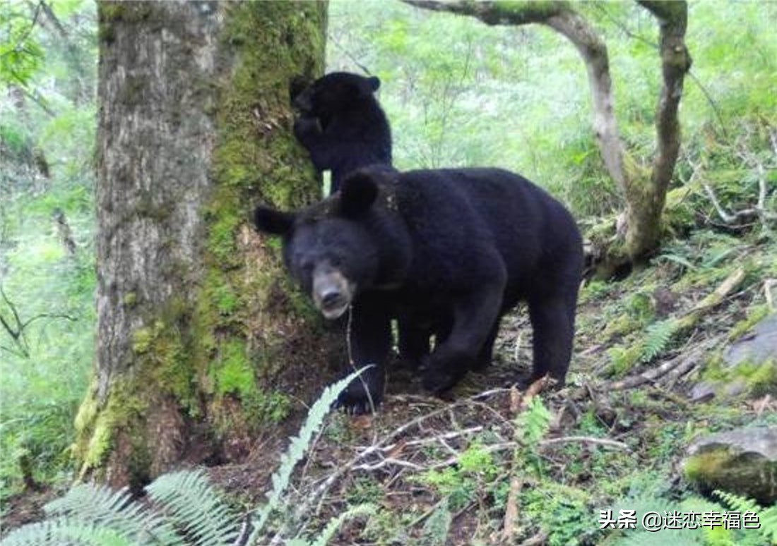 大黑熊伤人,黑熊是怎么伤人的