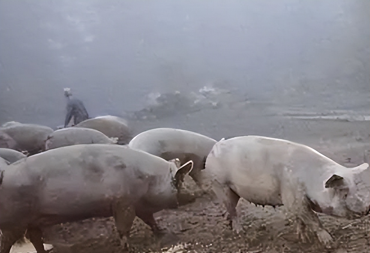 加拿大养猪场杀人事件,用受害人尸体喂猪的加拿大杀手