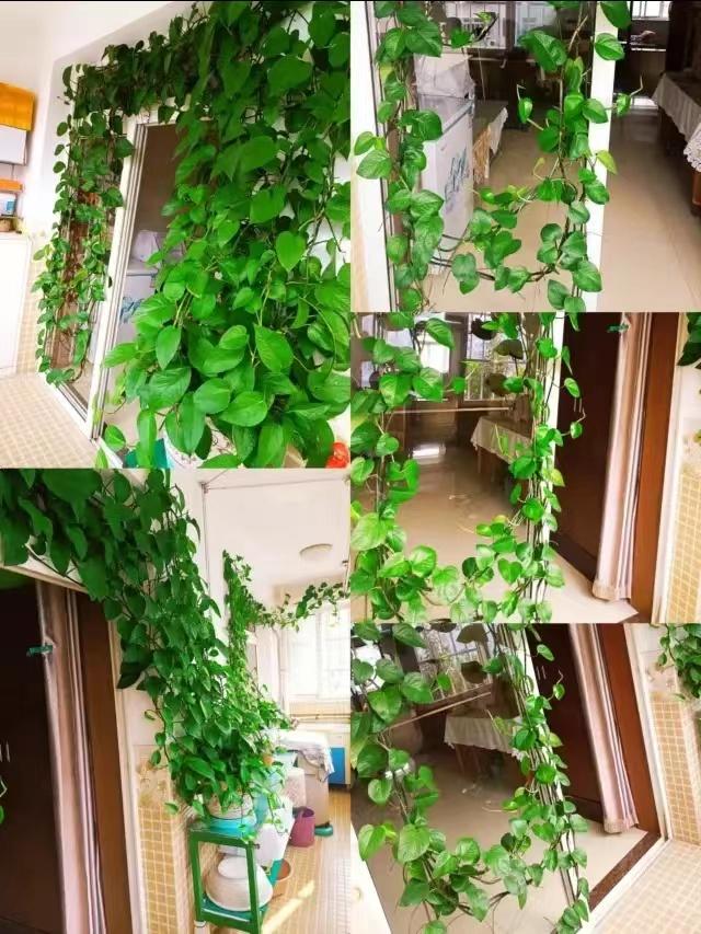 养了一年的绿萝长得很旺怎么弄,绿萝放什么才会长得茂盛