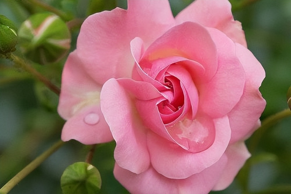 女人这样称呼你就是认定你了,女人如果对你用这几种称呼