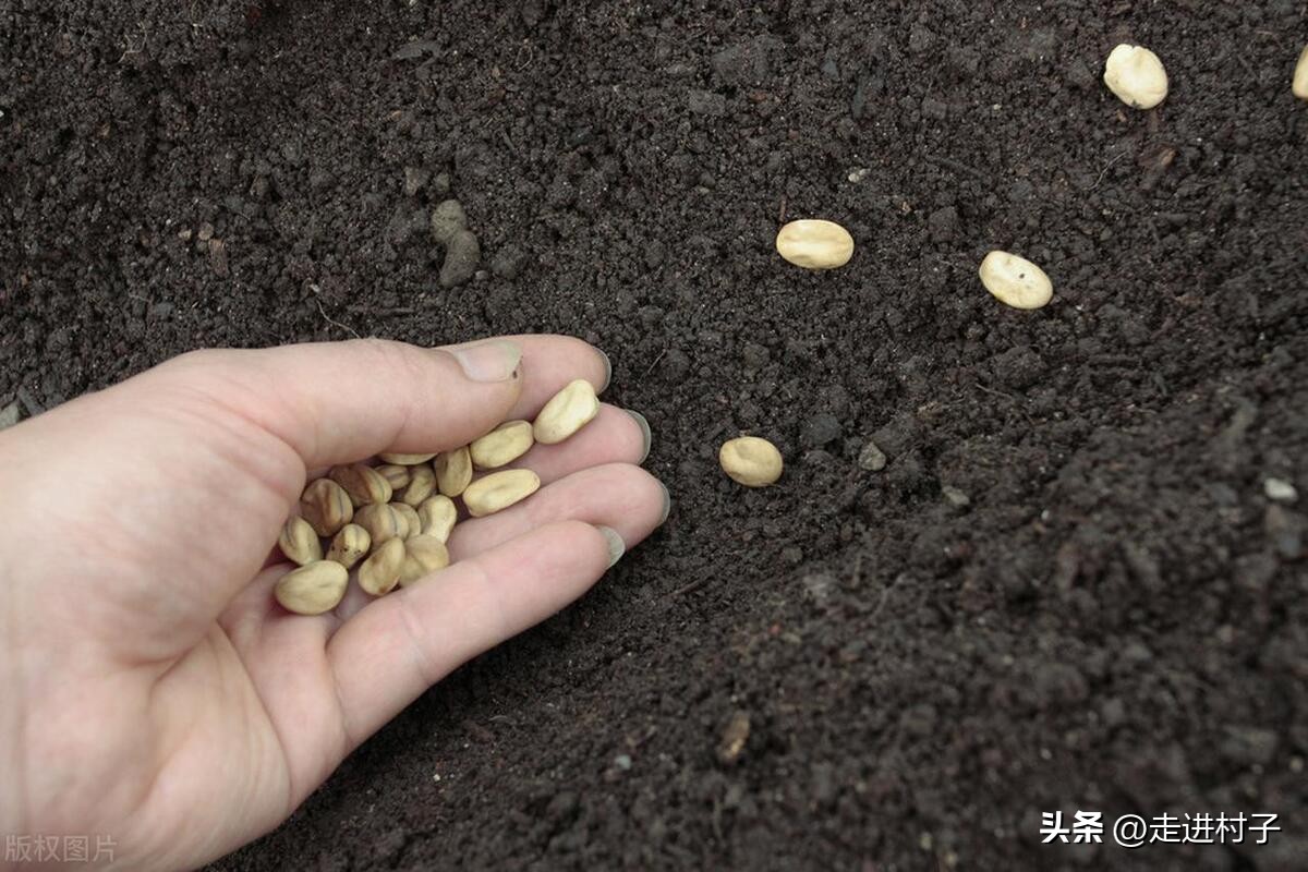 种子不出苗怎么补救,为什么隔了年的种子不出苗