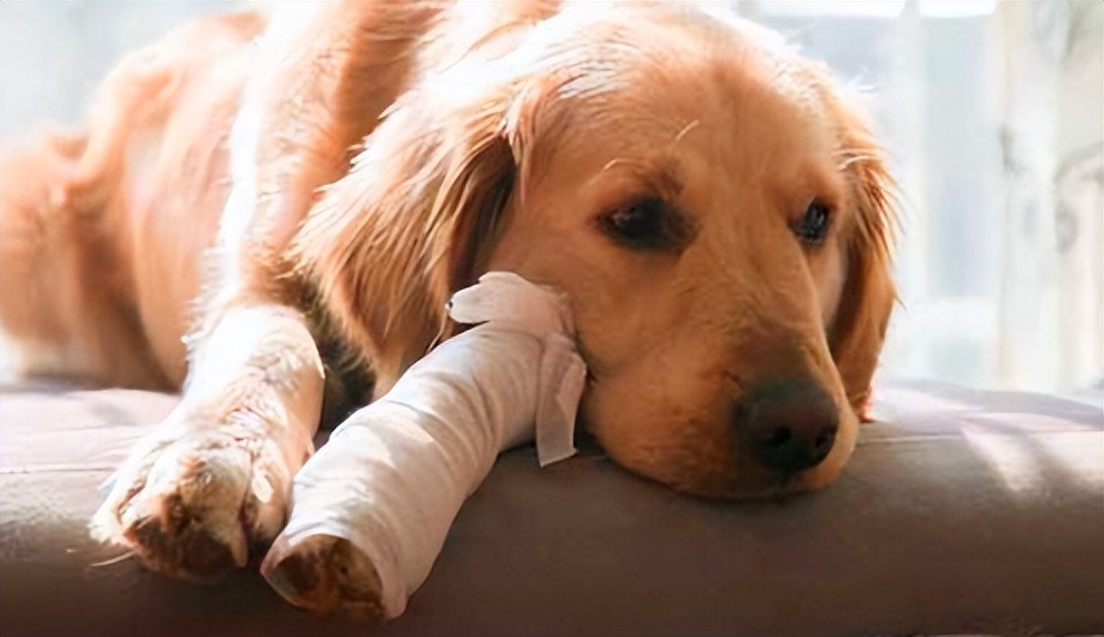 这个不起眼的小意外，竟让狗子痛失好几个月的撒欢机会……