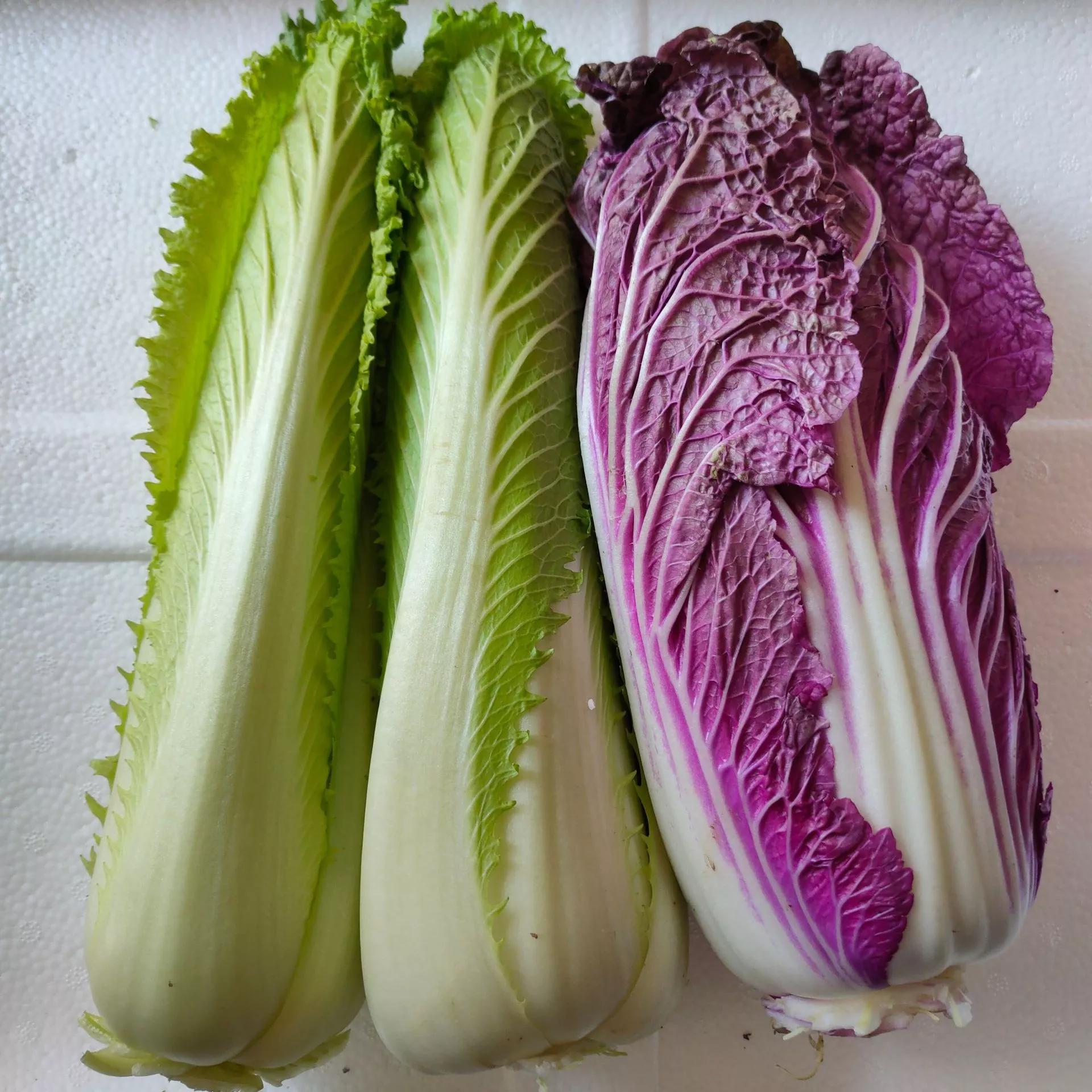 卷心白菜的栽培技术,龙牙白菜与大白菜区别