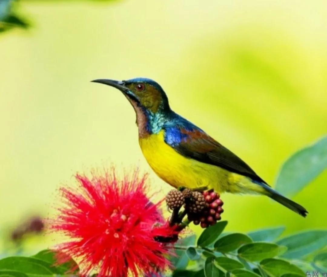 太阳鸟花的图片,太阳鸟精彩图片