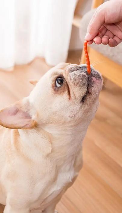 狗狗定点大小便训练进厕所不排便,比熊狗狗怎么训练定点大小便视频