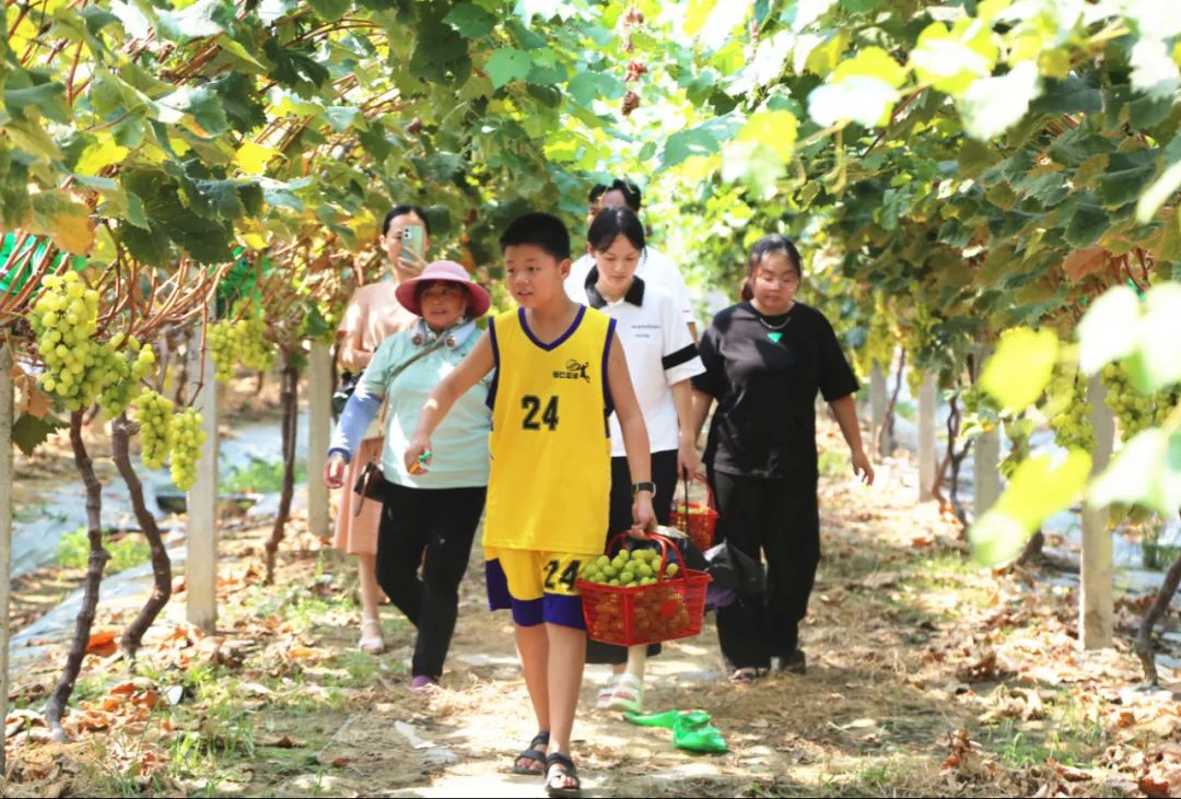 孝昌葡萄,优质农产品葡萄丰收