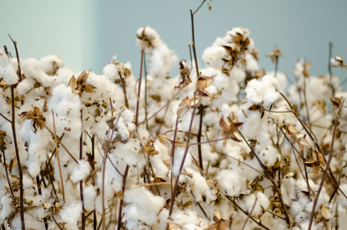 棉花上涨棉布的价格就会上涨吗,2018年棉花上涨的原因