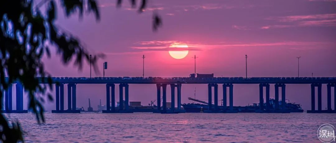 深圳最全红树林公园指南,深圳市最出名红树林湿地公园