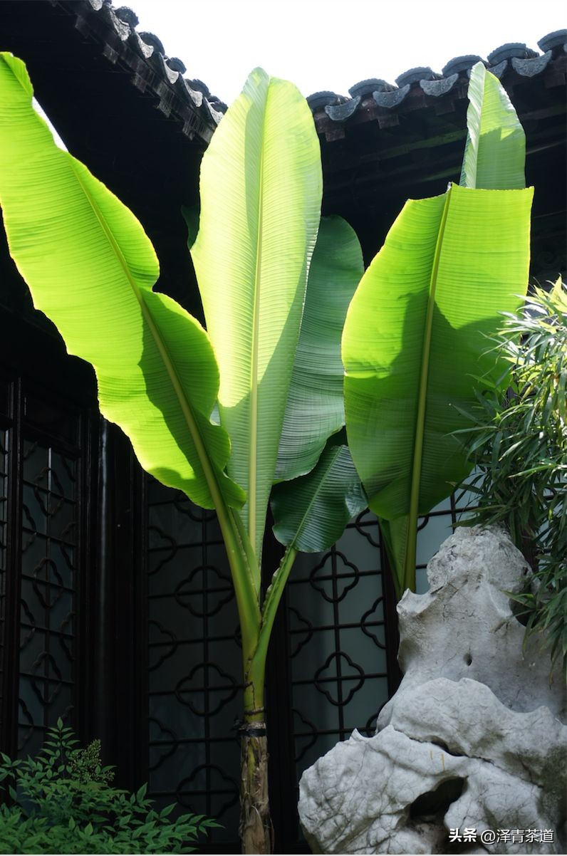 伏天喝什么养生茶最好喝,泡好一杯茶安享三伏天