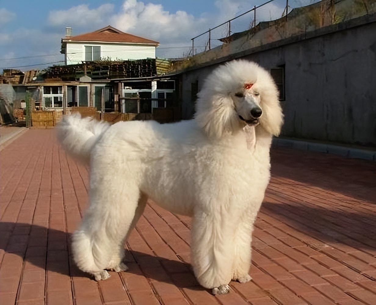 为什么巨型贵宾犬好养,贵宾为什么那么粘人