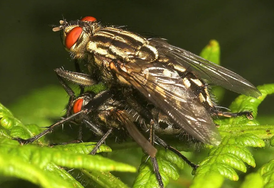 连云港苍蝇种类,苍蝇种类像蚊子