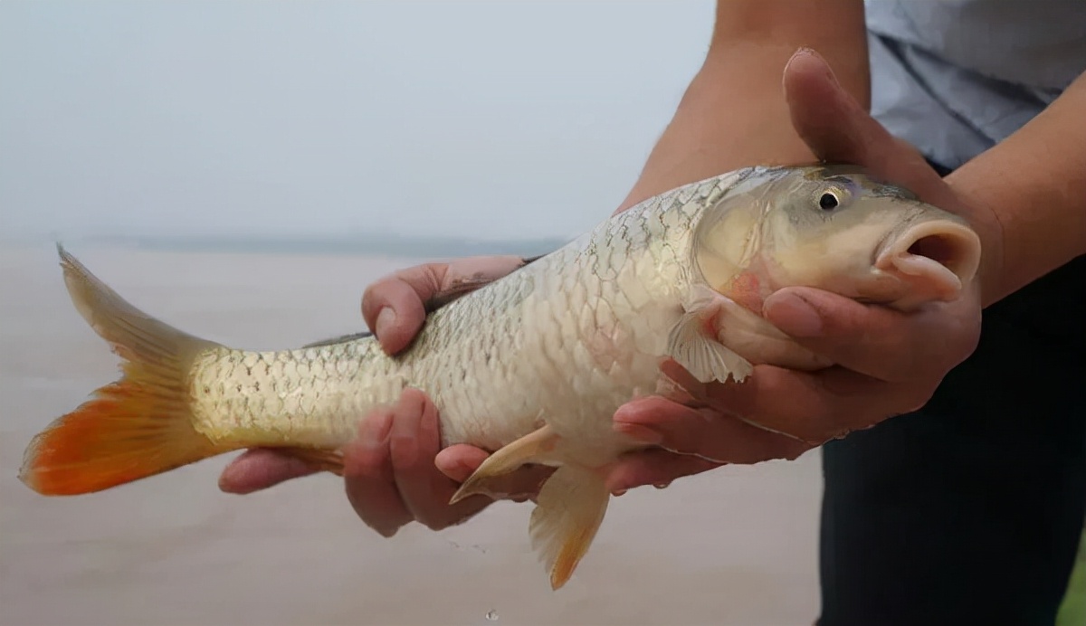 黄河里面都有哪些鱼种,黄河怎么野钓鱼