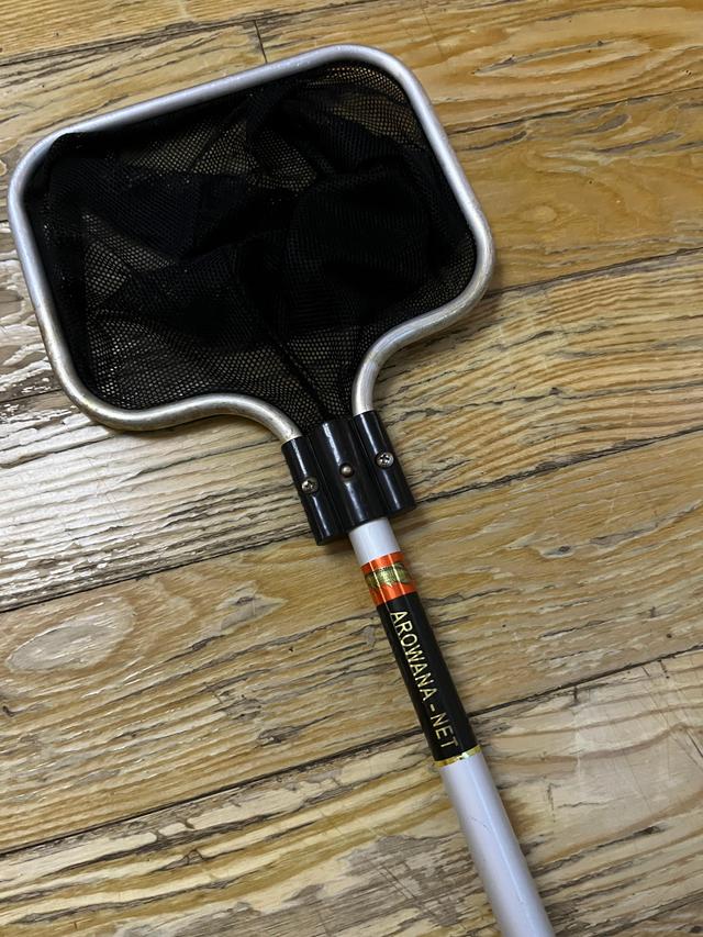 新手养兰寿金鱼饲养技巧,养好兰寿金鱼需要哪些东西