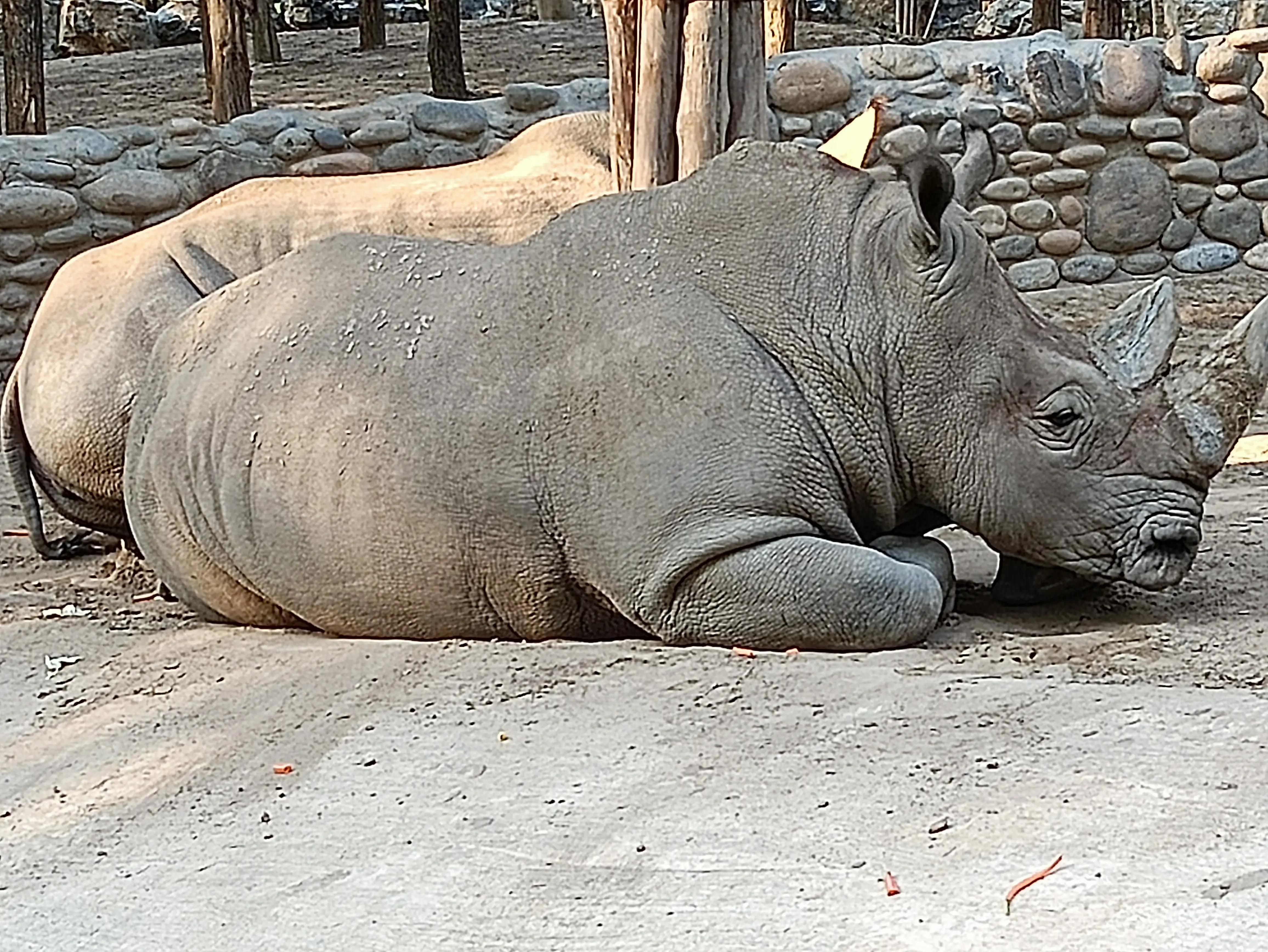 北京动物园和北京野生动物园区别,北京野生动物园狗妈妈和老虎狮子