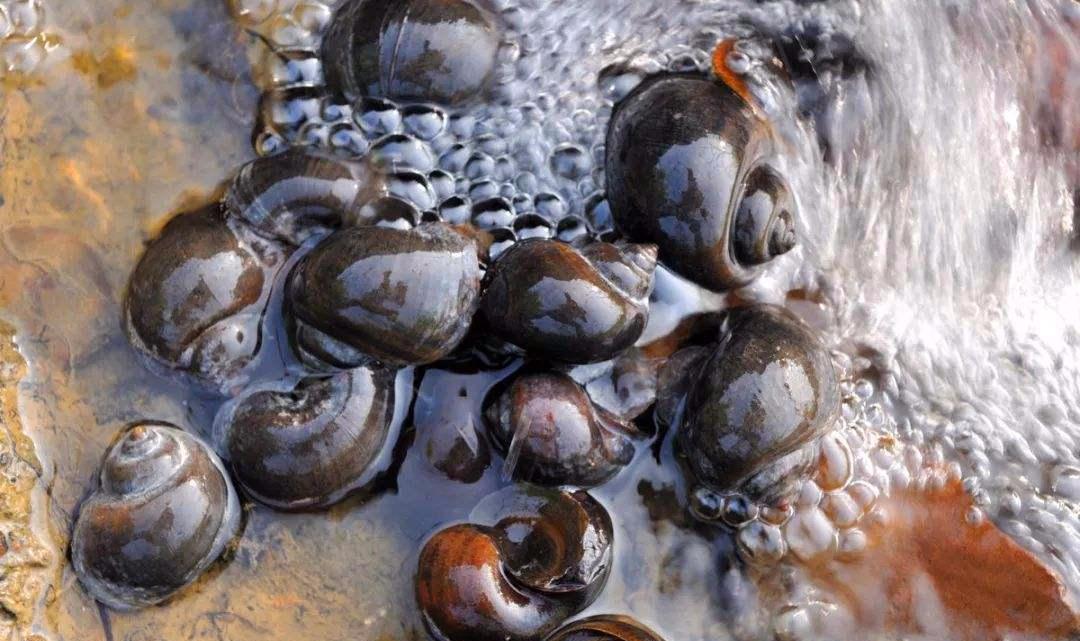 福寿螺寄生虫病例,福寿螺寄生虫感染人体途径