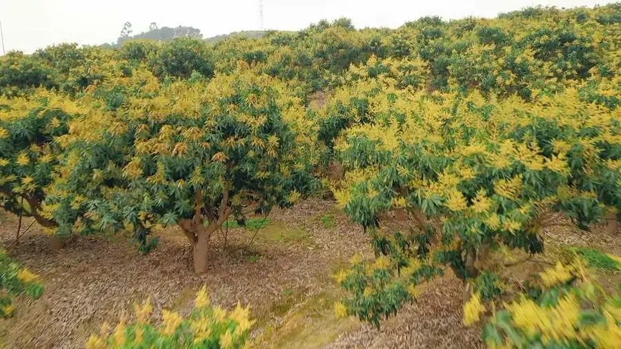清明二十四节气歌,二十四节气清明舞蹈