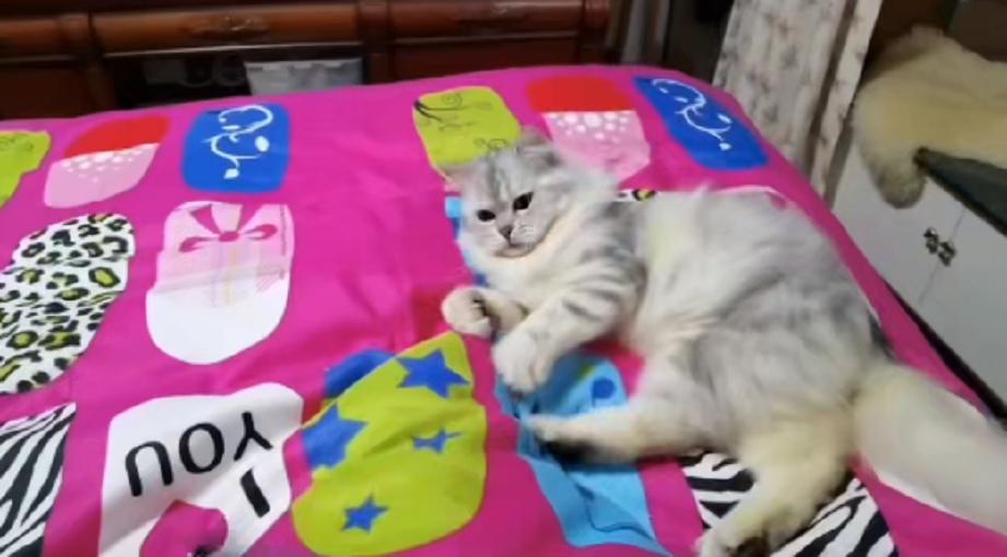 猫咪烫伤之后恢复的样子是什么样,流浪猫烫伤会自愈吗