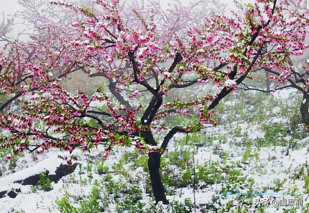 春节的古诗美文佳句,古诗词新年感悟