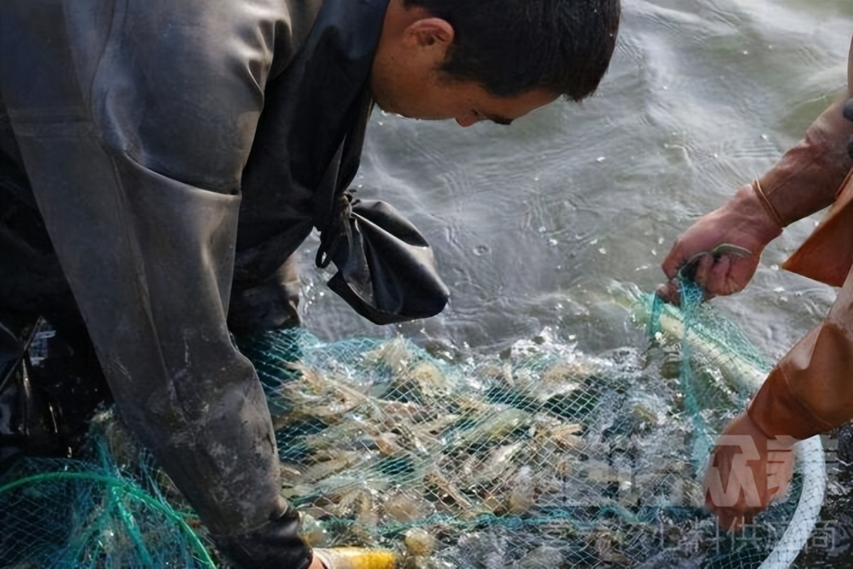 深水养虾好还是浅水养虾好,怎样养虾小视频