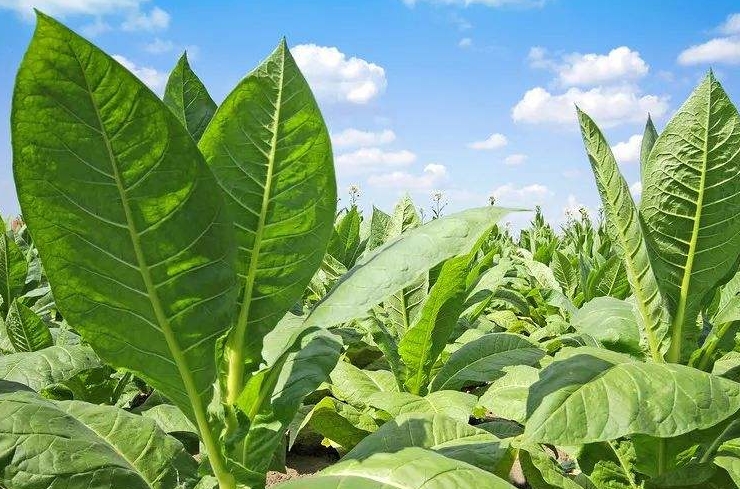 中华烟每年盈利,2022中国烟草一年亏损多少