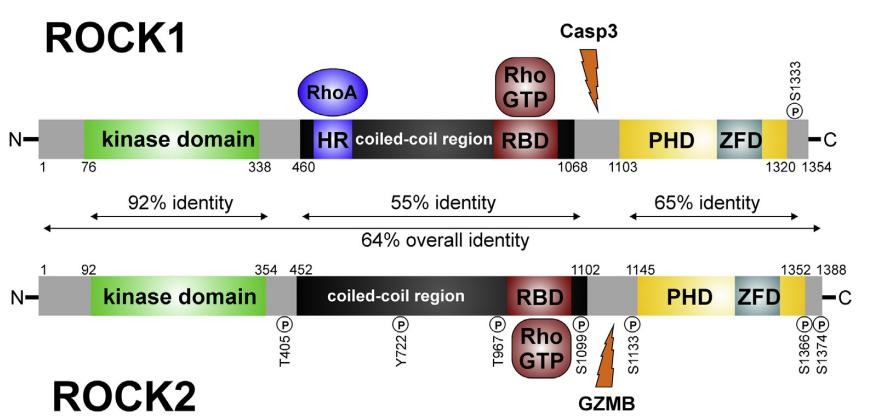 rho激酶抑制剂多少钱,rho激酶抑制剂是什么