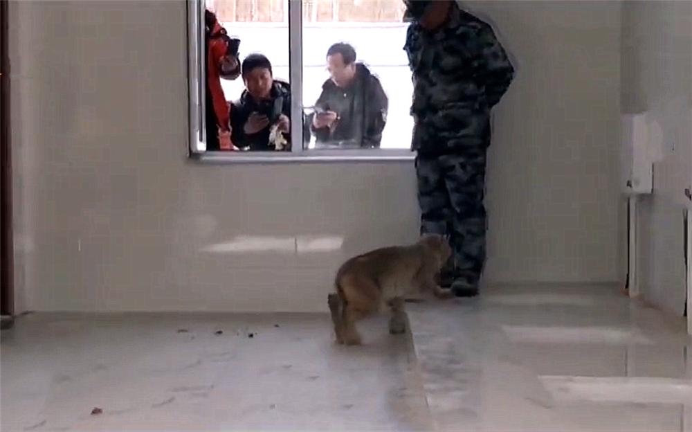 大兴安岭救助小猞猁,大兴安岭猞猁厕所求救