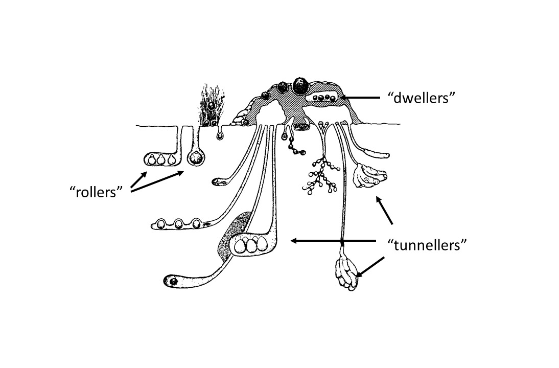 屎壳郎漂洋过海,屎壳郎出口澳大利亚时间