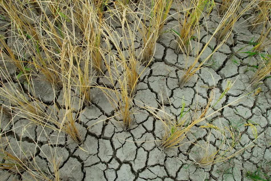 黄芪面膜功效与作用,艾灰面膜作用和功效