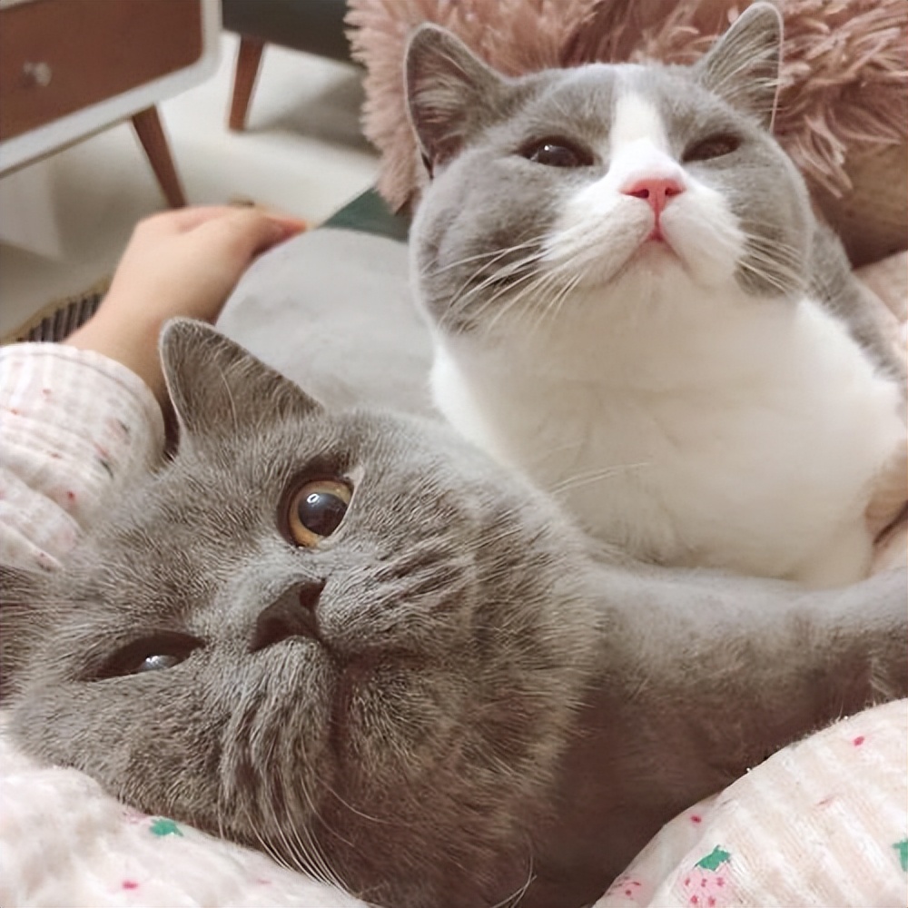 宠物猫和土猫吃的是一样吗,宠物猫和土猫战斗力