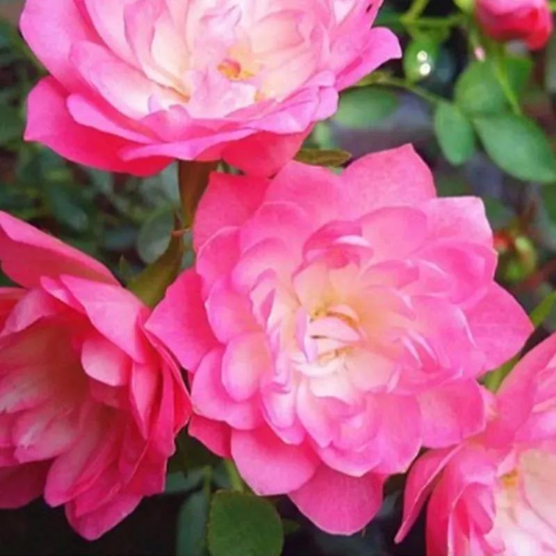 月季品种醉花,月季品种大全及图片欣赏