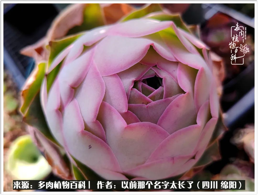 夏天山地玫瑰,小清新山地玫瑰