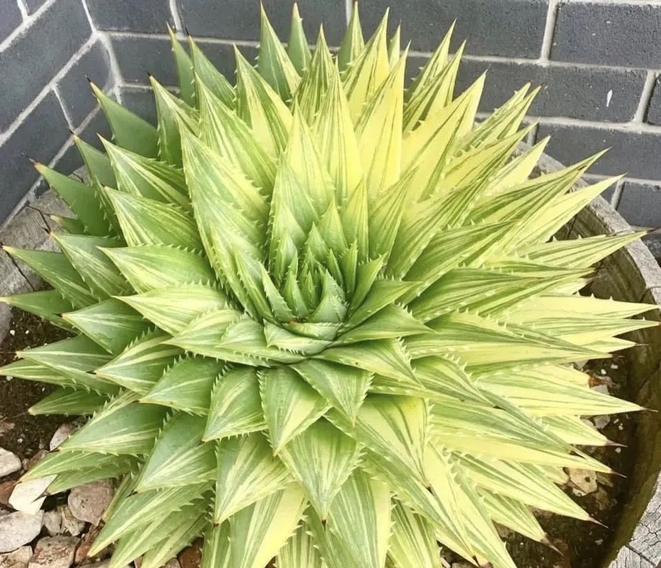 室内养什么好养又吸甲醛,室内养什么绿植吸收甲醛量最高