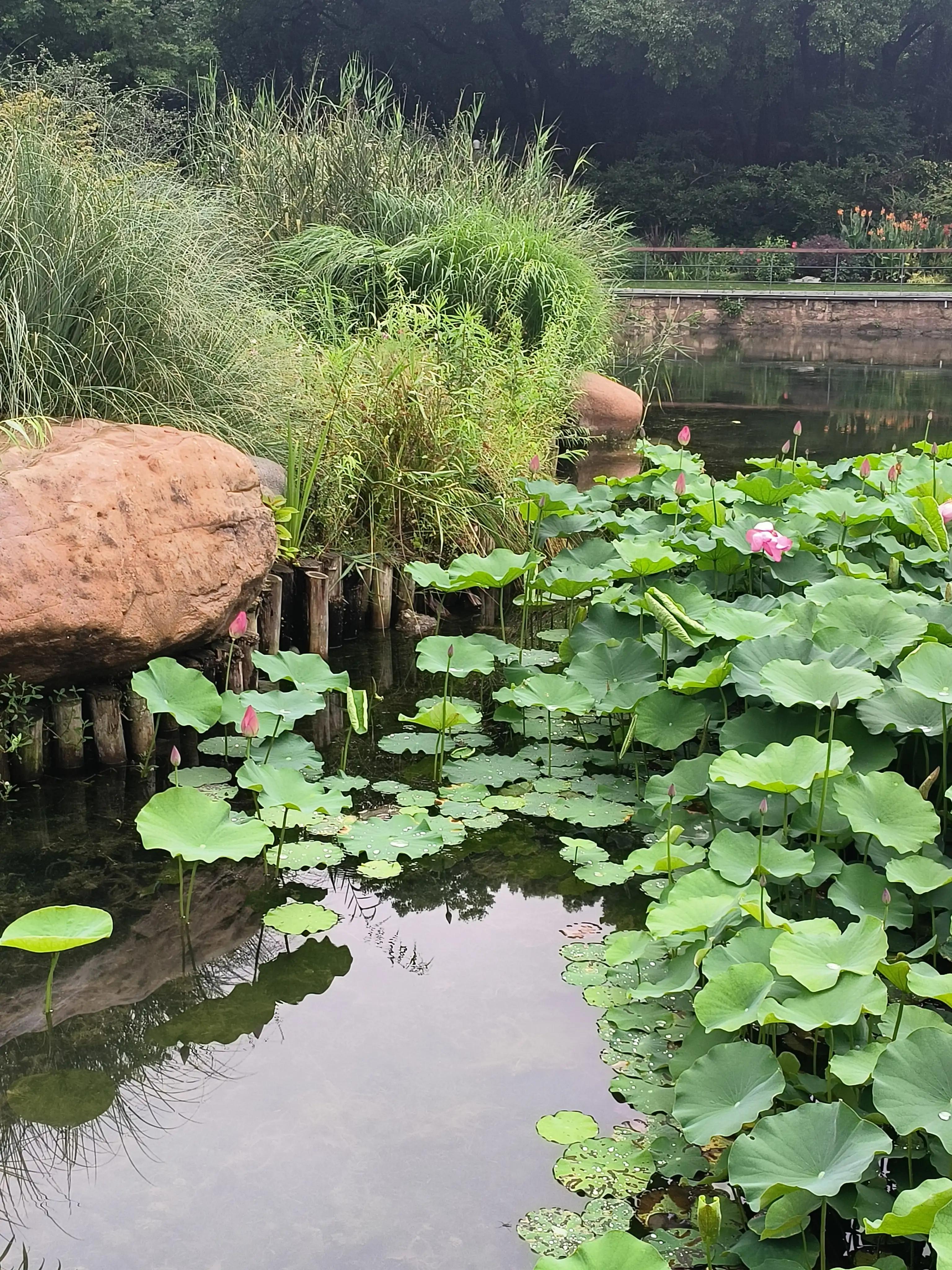 七夕花花合集,粉色花花合集