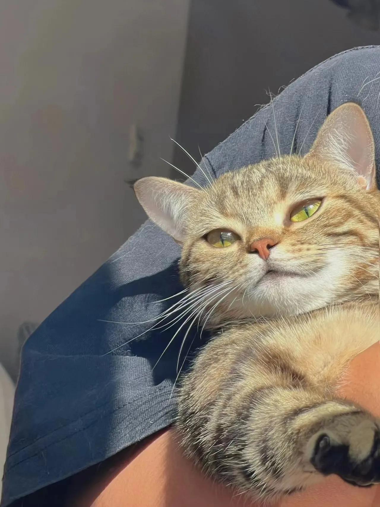 猫咪最喜欢的事情,猫咪最喜欢玩的五种东西